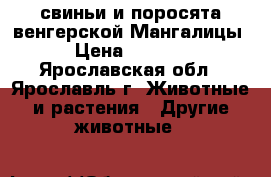 свиньи и поросята венгерской Мангалицы › Цена ­ 7 000 - Ярославская обл., Ярославль г. Животные и растения » Другие животные   